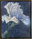 Blue Iris.JPEG
